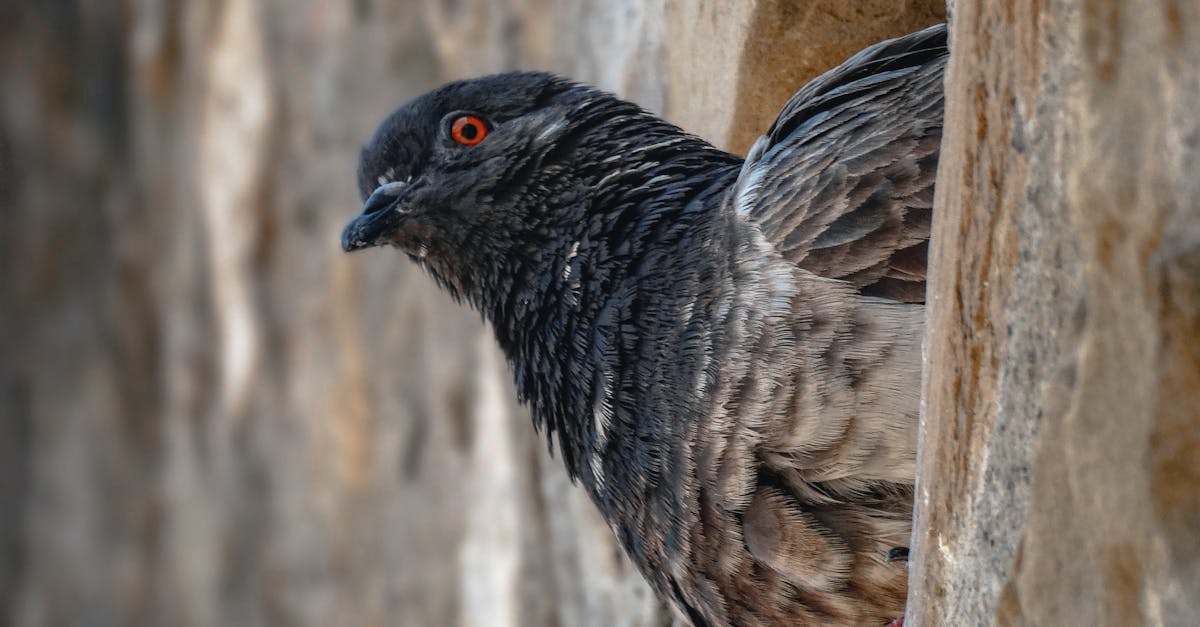 How to Effectively Remove Cavity Wall Insulation by Hand