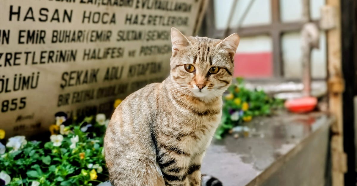 List of Essential Safety Measures for Site Assessments in Insulation Removal