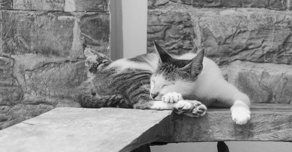 What to Know About Disposal of Cavity Wall Insulation